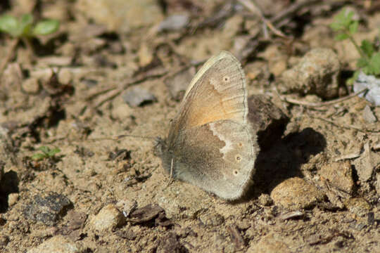 Image of Coenonympha california Westwood (1851)