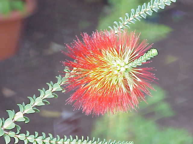 Image of Melaleuca orbifolia (F. Müll.) Craven & R. D. Edwards