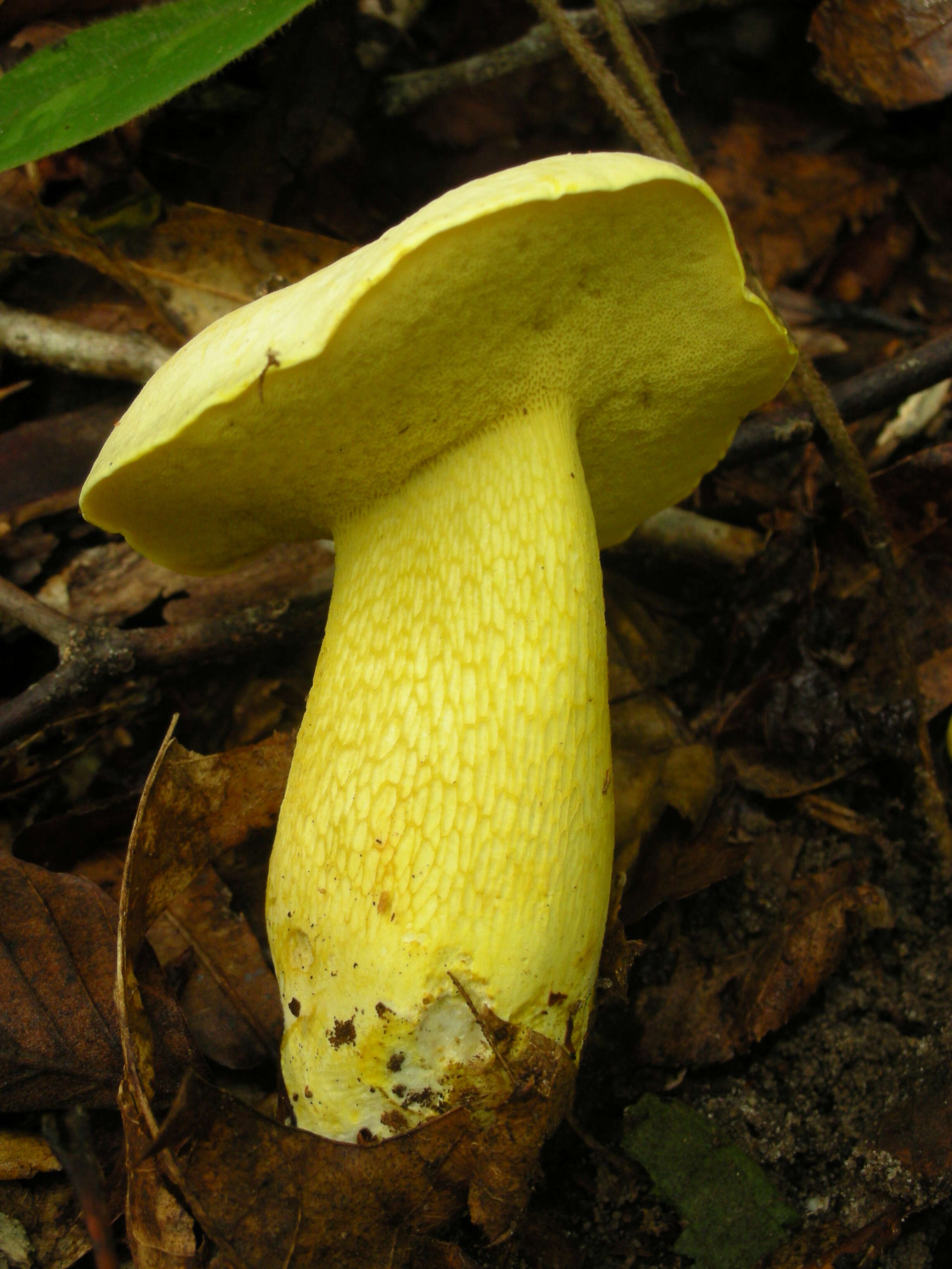 Слика од Retiboletus ornatipes Manfr. Binder & Bresinsky 2002