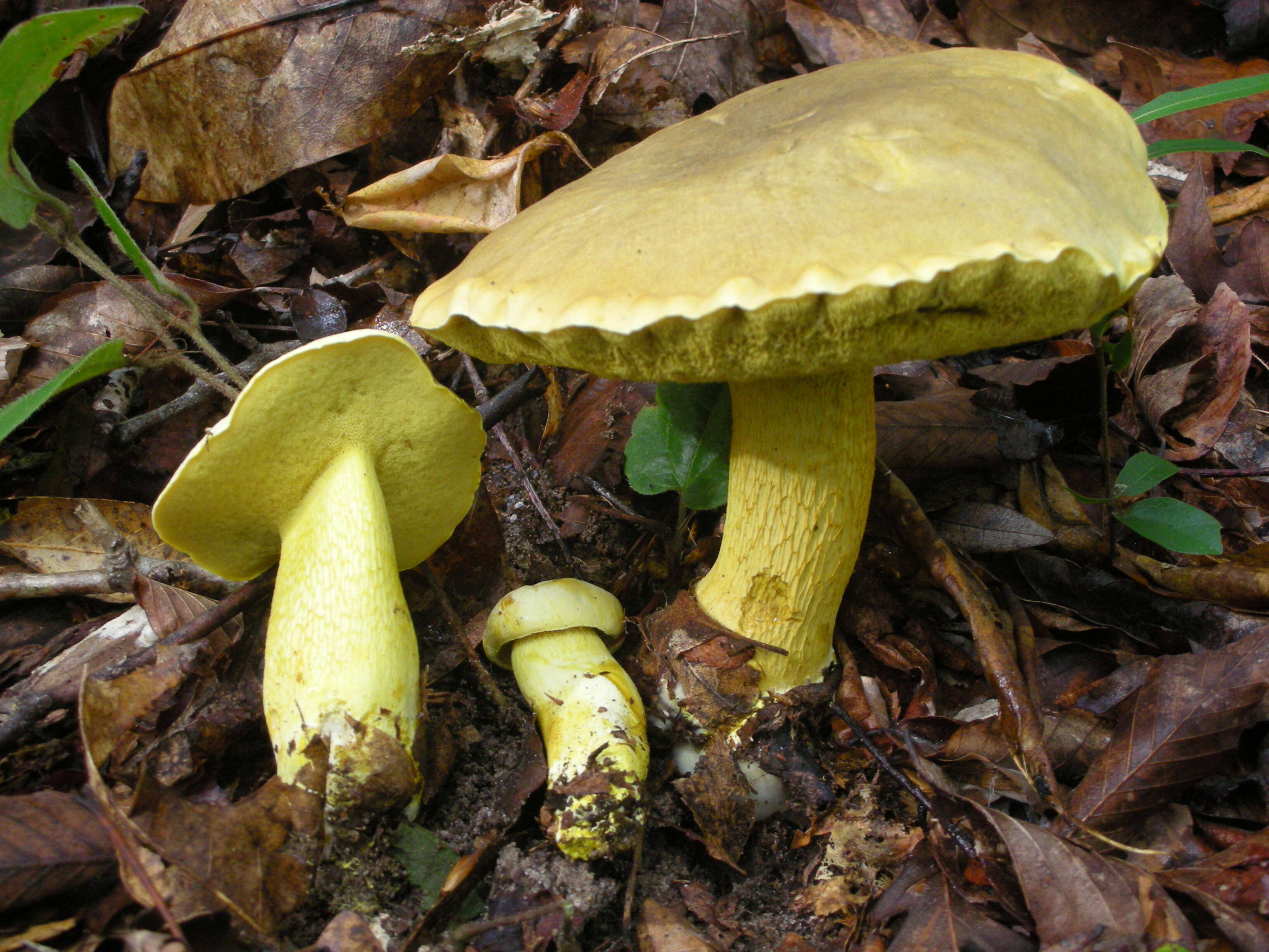 Слика од Retiboletus ornatipes Manfr. Binder & Bresinsky 2002