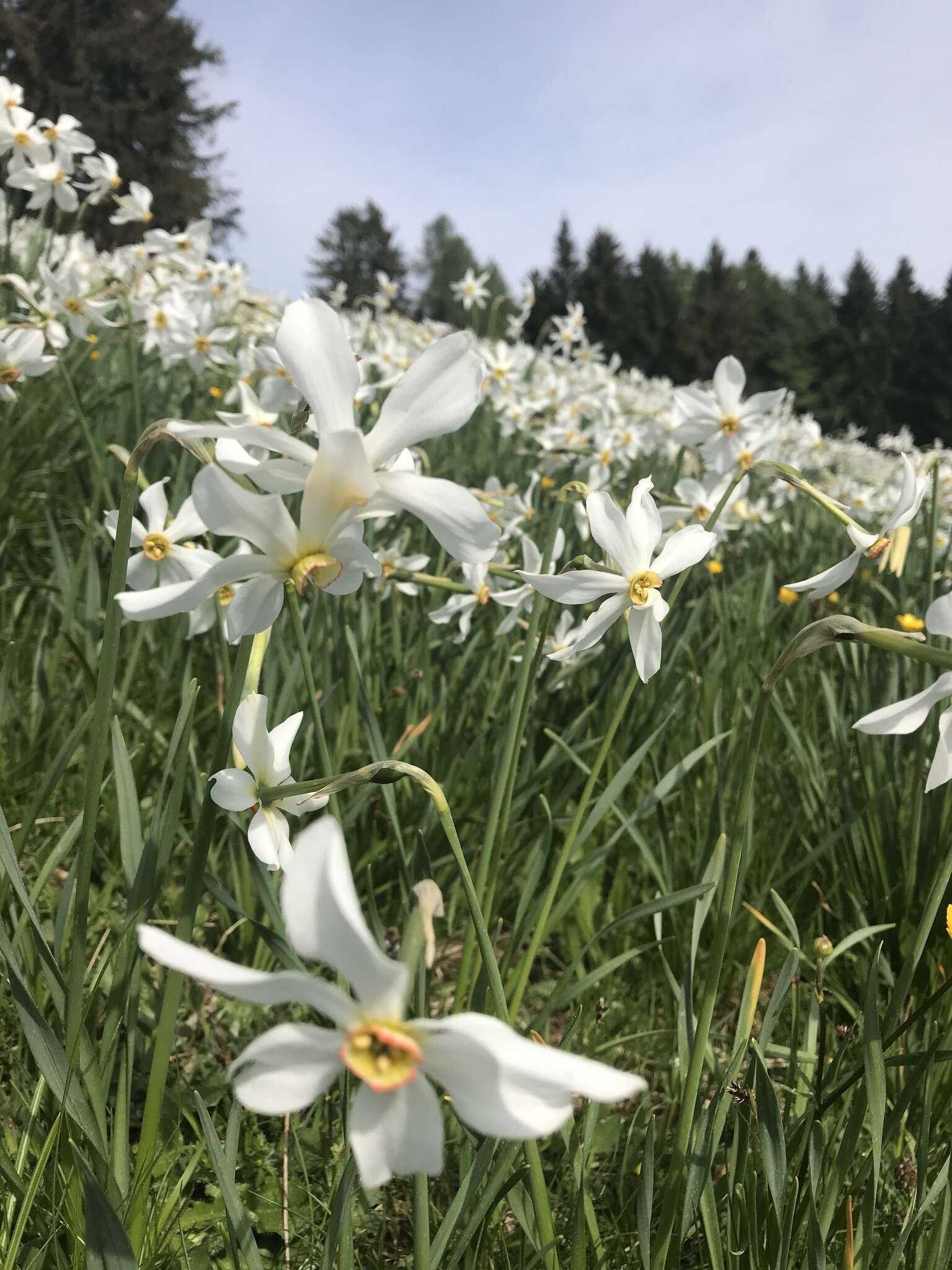 Narcissus poeticus subsp. radiiflorus (Salisb.) Baker的圖片