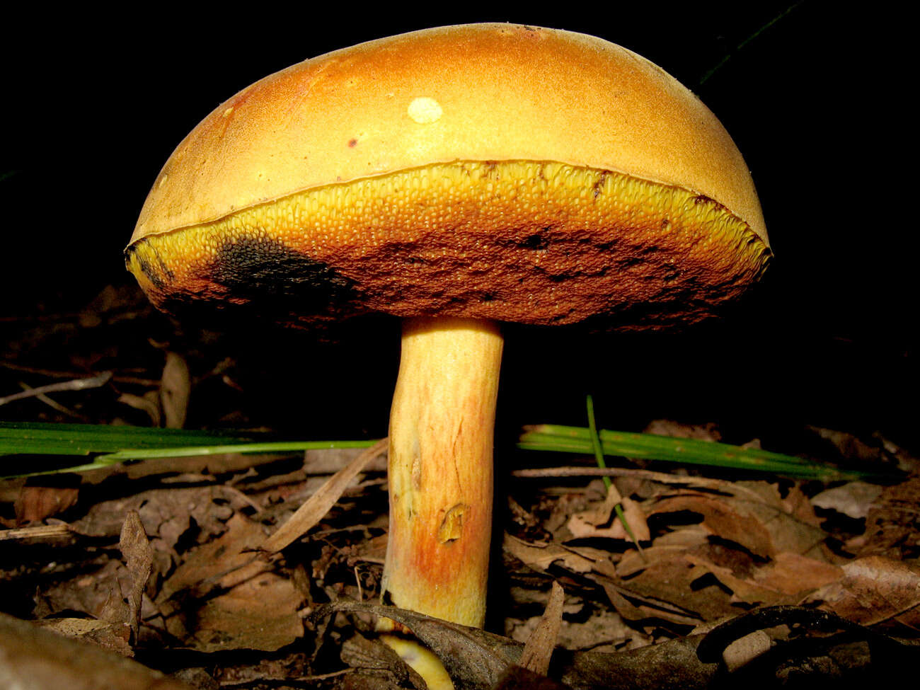 Imagem de Boletus subvelutipes