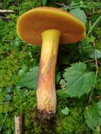 Imagem de Boletus subvelutipes