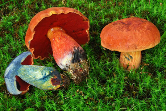 Imagem de Boletus subvelutipes