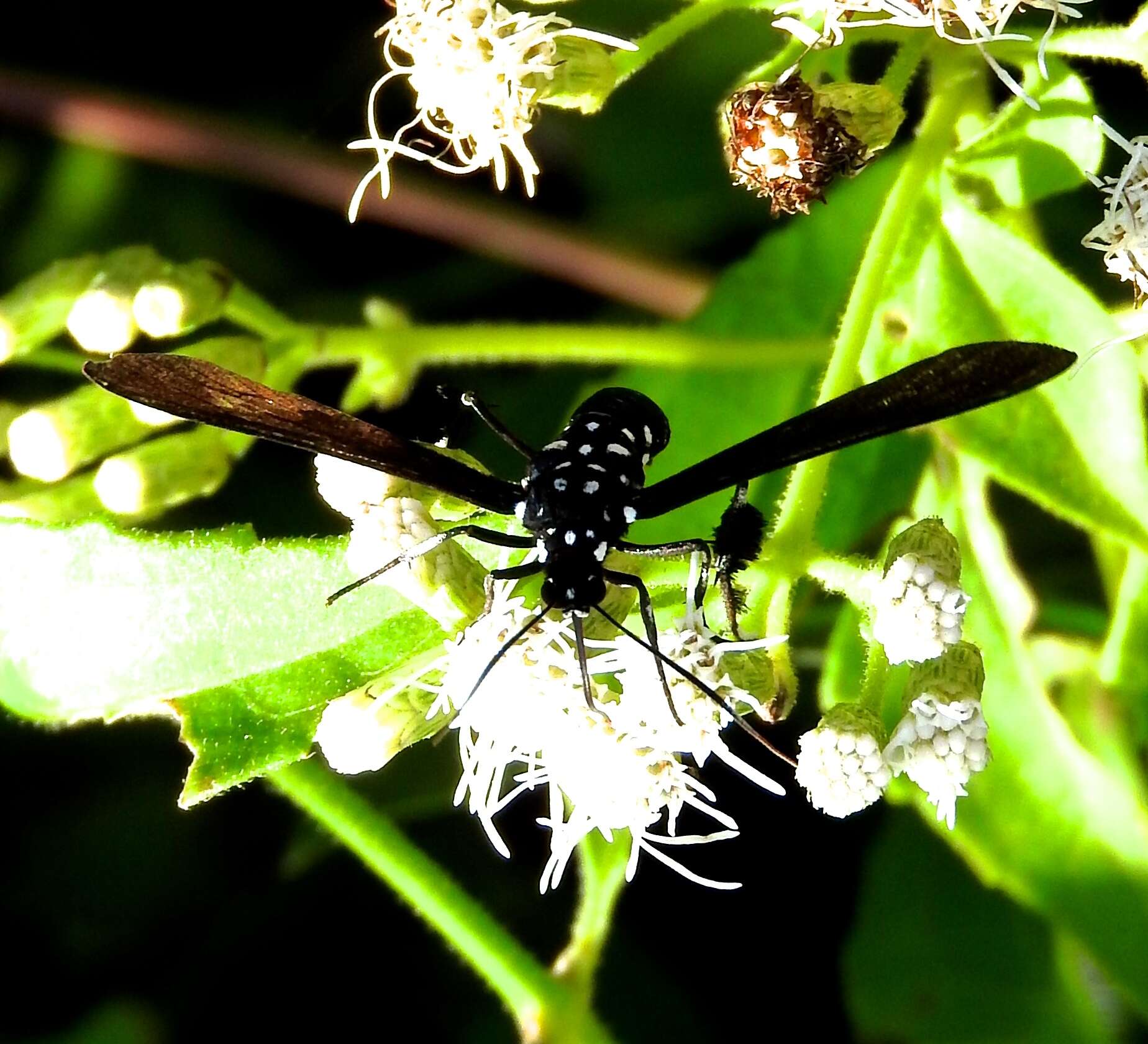 Image of Horama plumipes Drury 1773