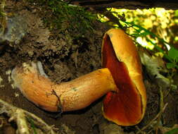 Imagem de Boletus subvelutipes