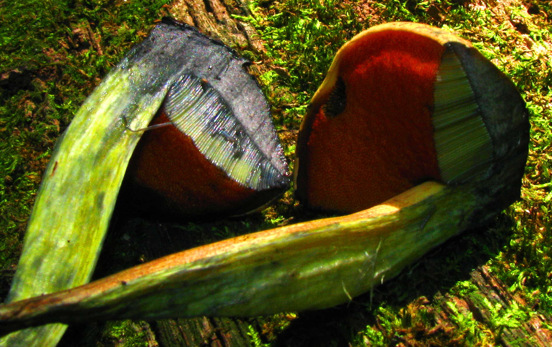 Imagem de Boletus subvelutipes