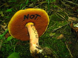 Imagem de Boletus subvelutipes