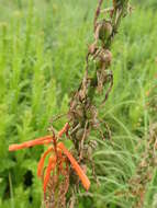 Image of Kniphofia laxiflora Kunth