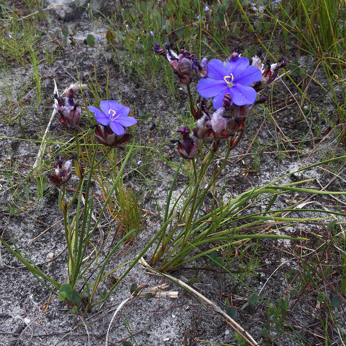 Imagem de Aristea juncifolia Eckl. ex Baker