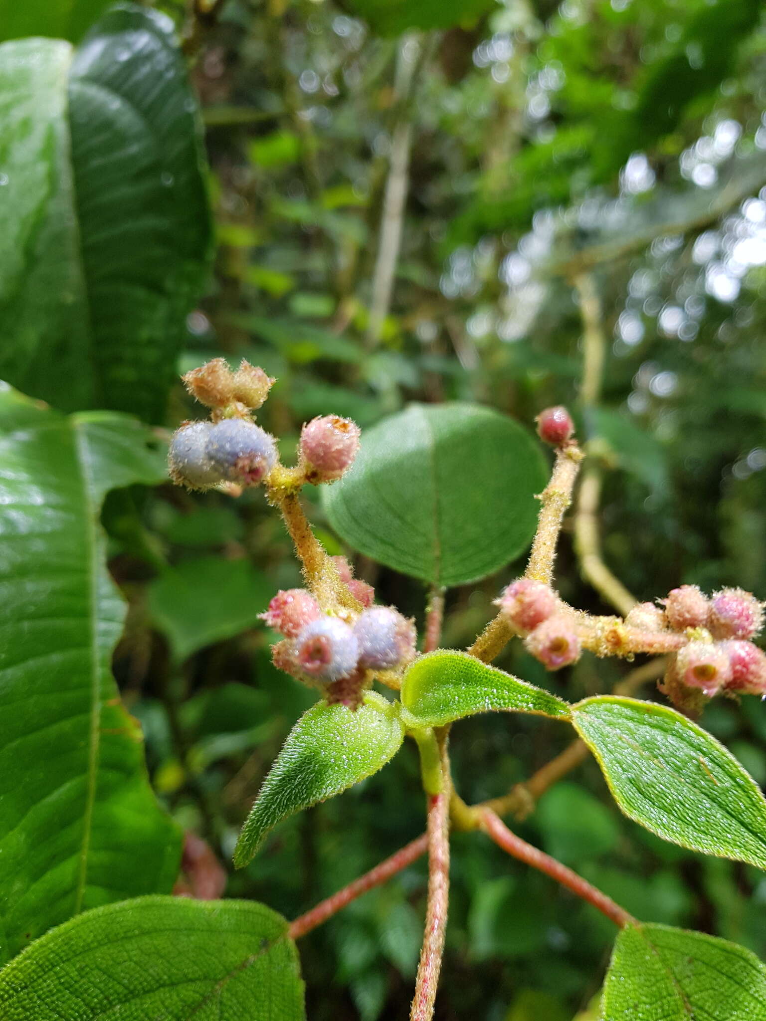 Image of Miconia multiplinervia Cogn.