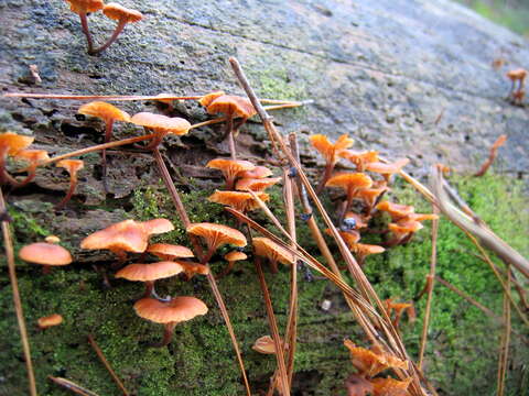 Xeromphalina campanella (Batsch) Kühner & Maire 1934 resmi