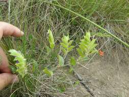 Imagem de Psoralea imbricata (L. fil.) T. M. Salter