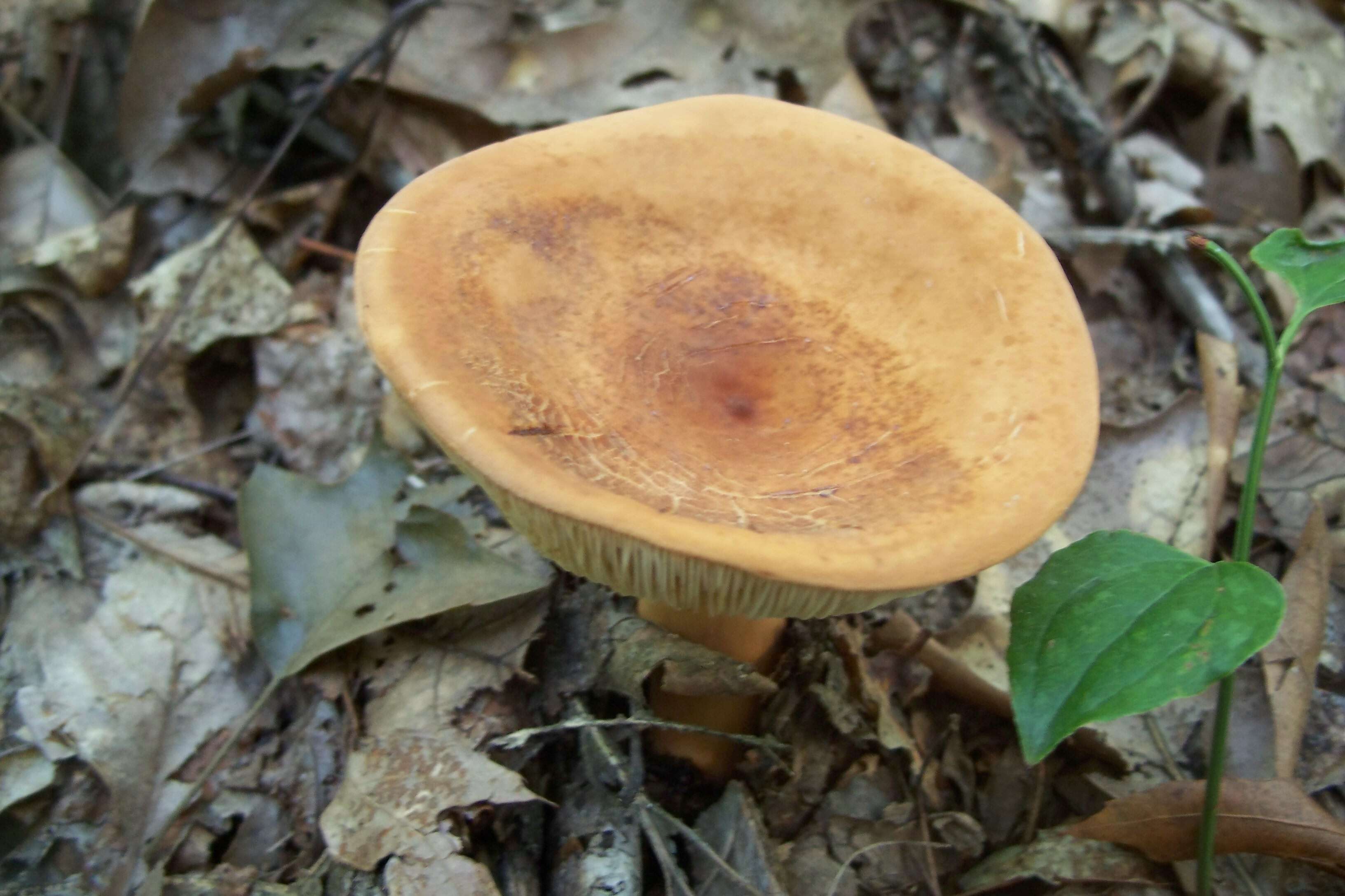 Image of Tawny Milkcap