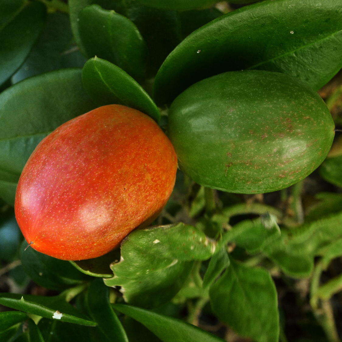 Image de Carissa macrocarpa (Eckl.) A. DC.