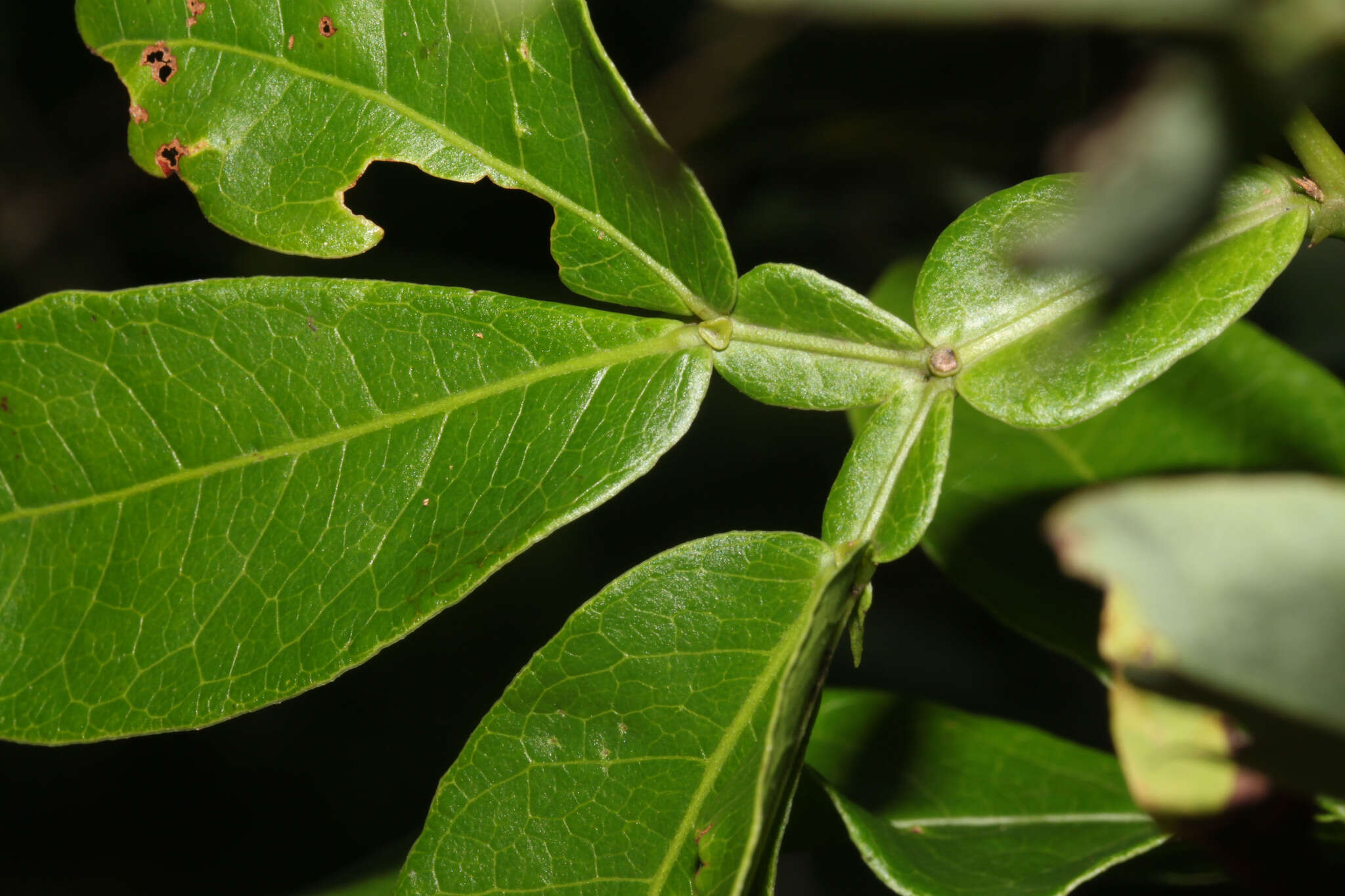 Image of Pithecellobium furcatum Benth.