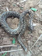 Image of Mexican Lancehead Rattlesnake