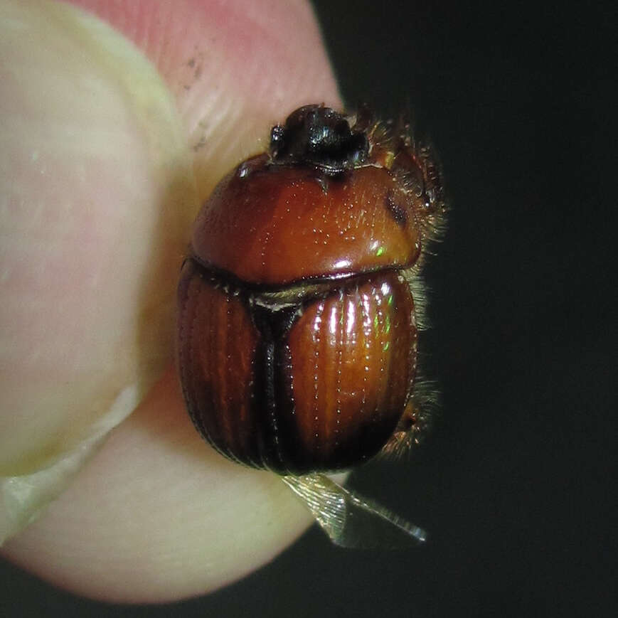 Plancia ëd Bolbocerosoma elongatum Howden 1955