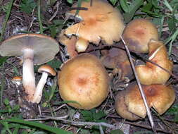 Image of Hypholoma capnoides (Fr.) P. Kumm. 1871