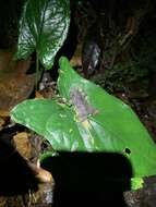 صورة Rhinella festae (Peracca 1904)