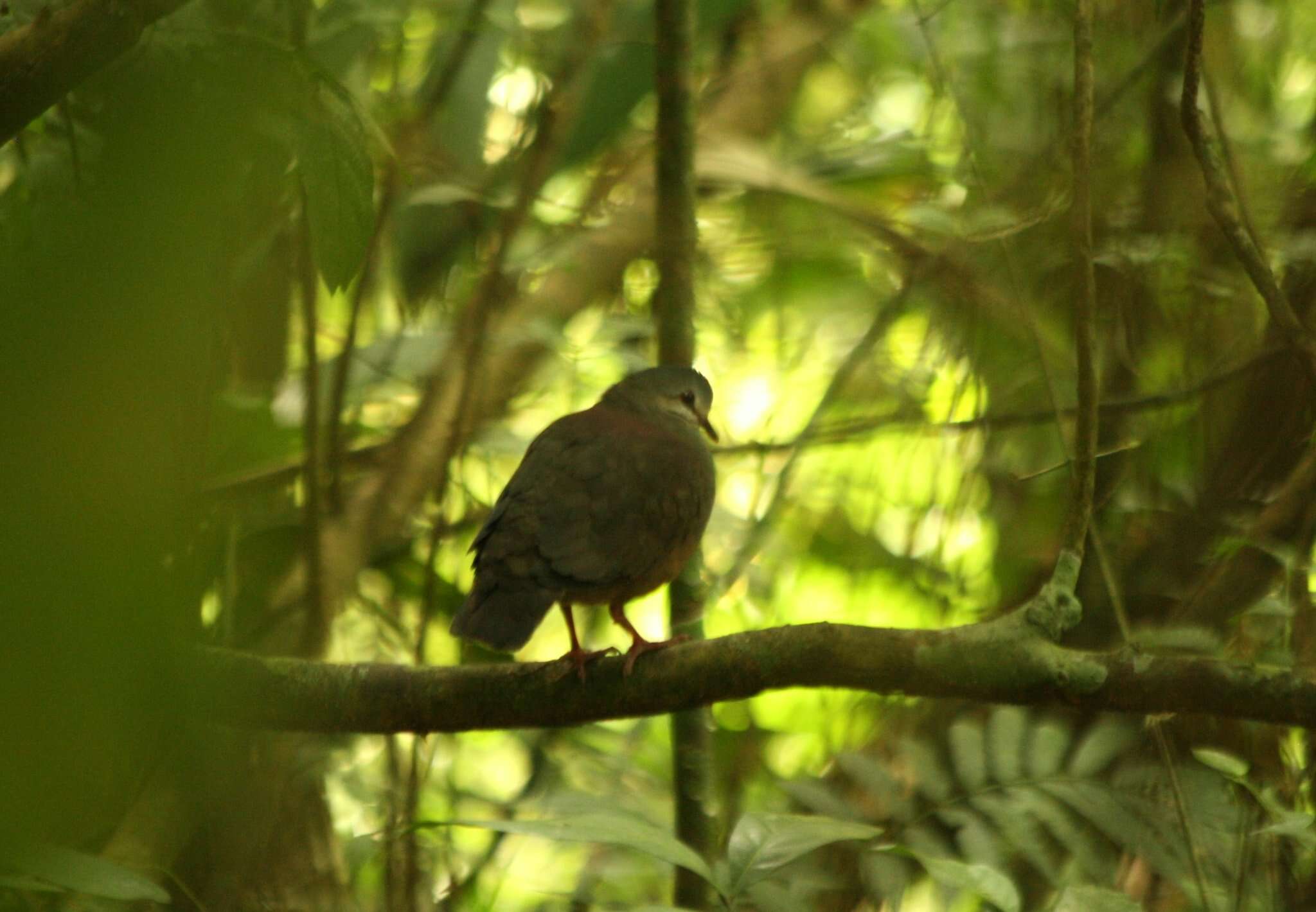 Image of Purplish-backed Quail-Dove