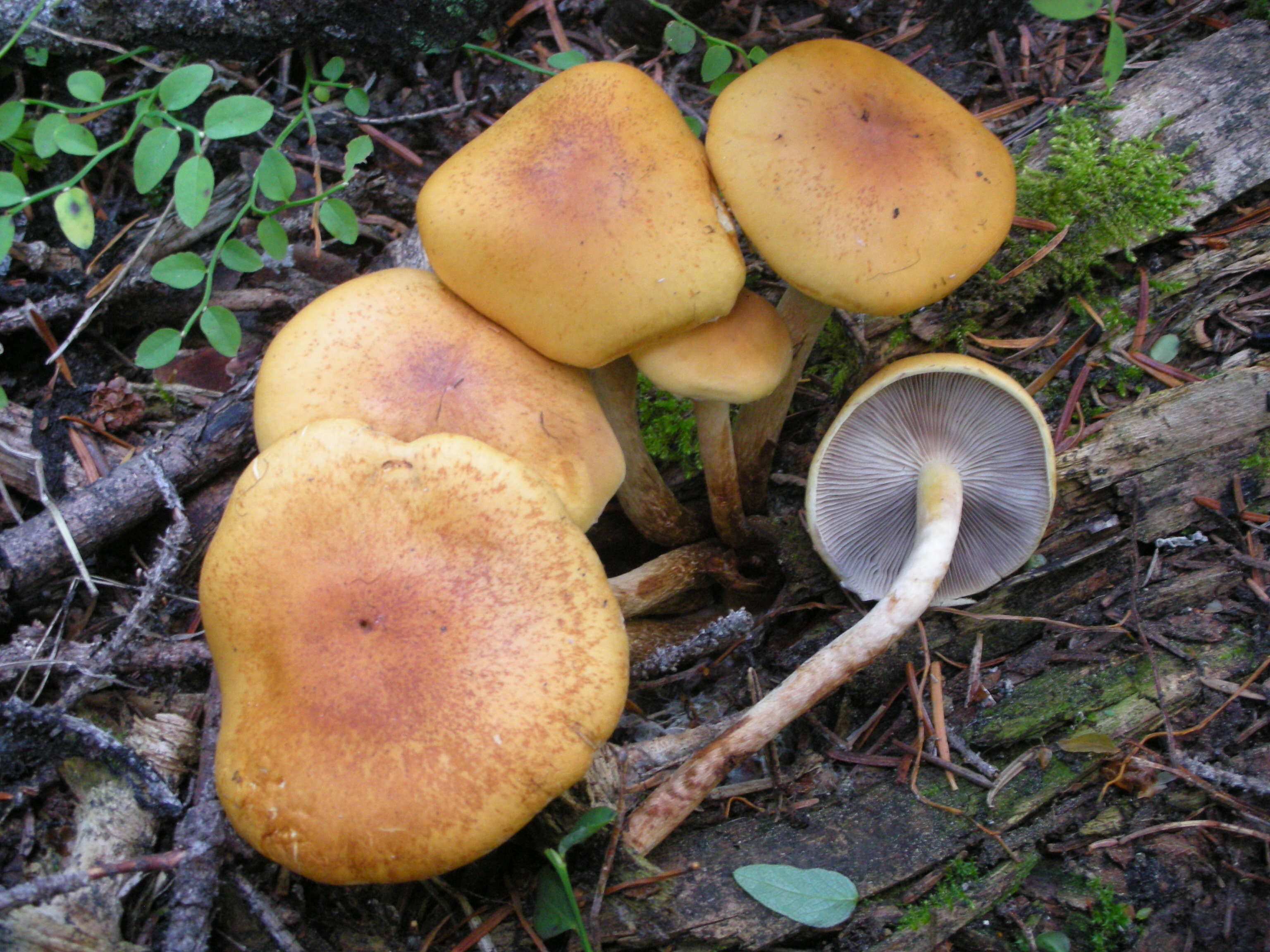 Image of Hypholoma capnoides (Fr.) P. Kumm. 1871