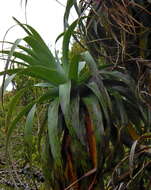 Image of mountain neinei