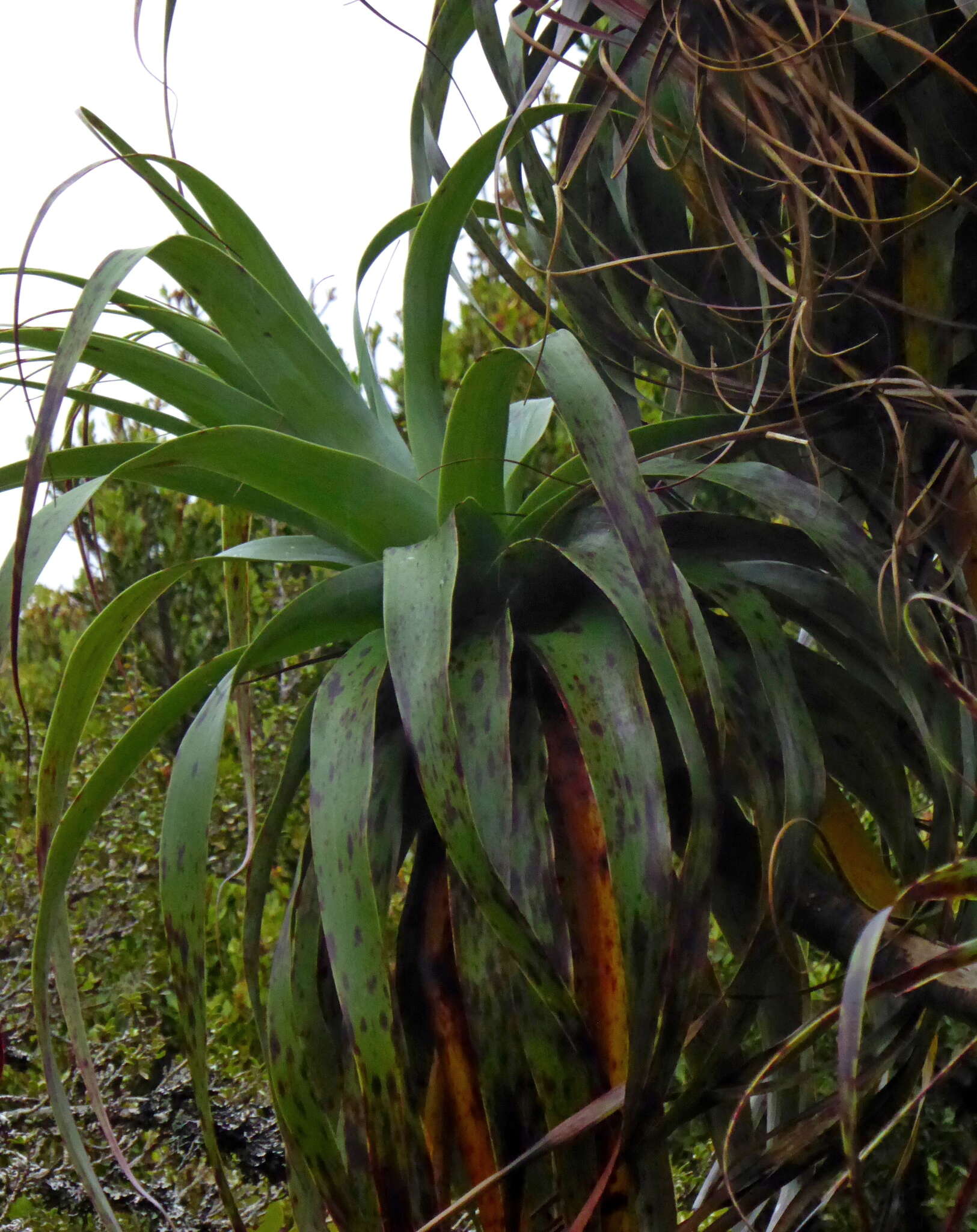 Image of mountain neinei