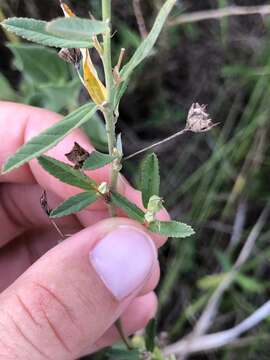 Image of prickly fanpetals