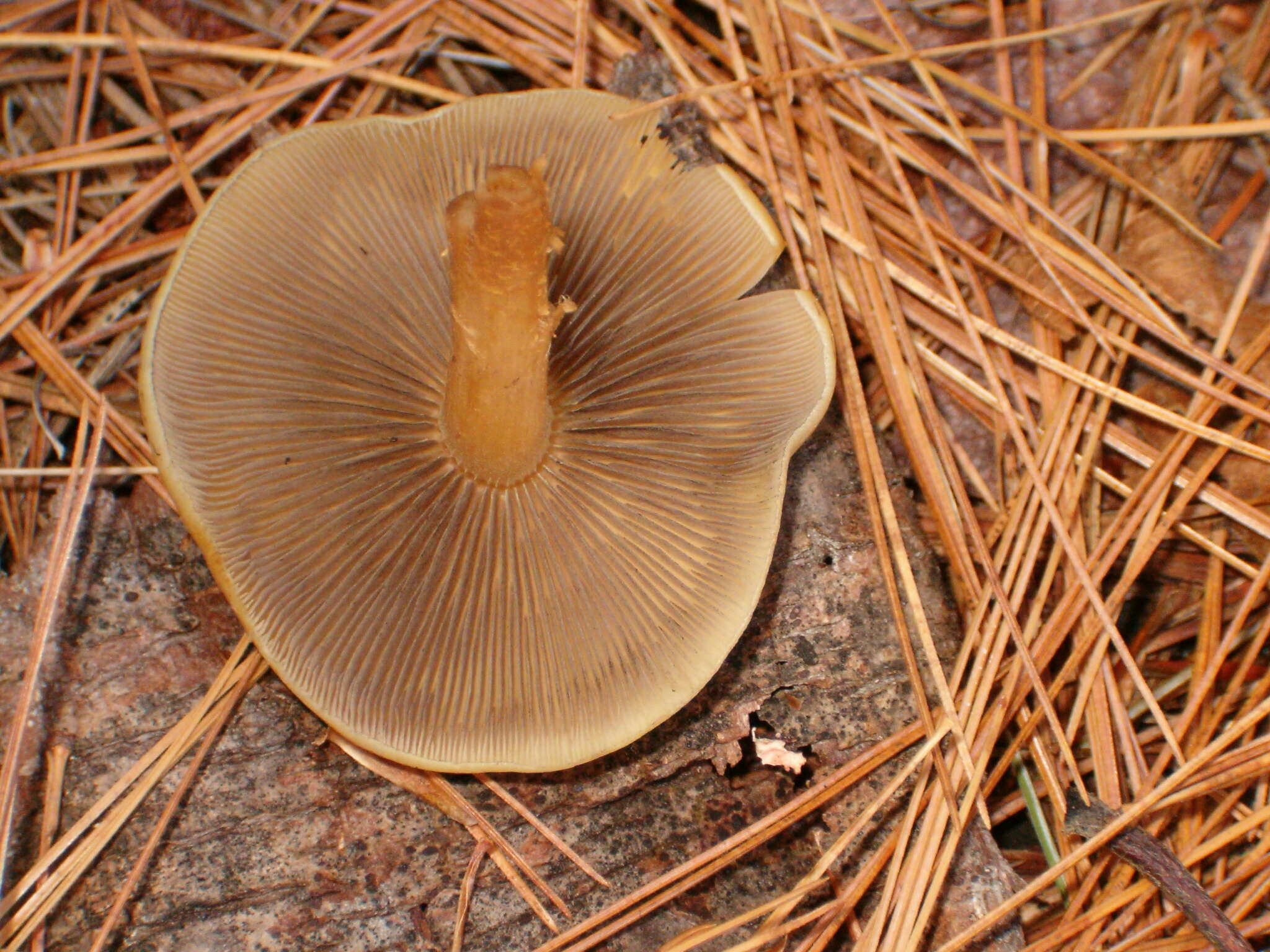 Image of Hypholoma capnoides (Fr.) P. Kumm. 1871