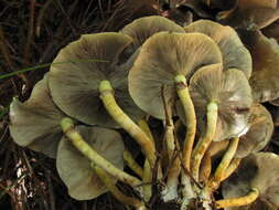 Image of Hypholoma fasciculare (Huds.) P. Kumm. 1871