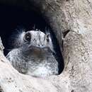 Image of Barred Owlet-nightjar