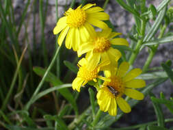 Image of Senecio nevadensis Boiss. & Reut.