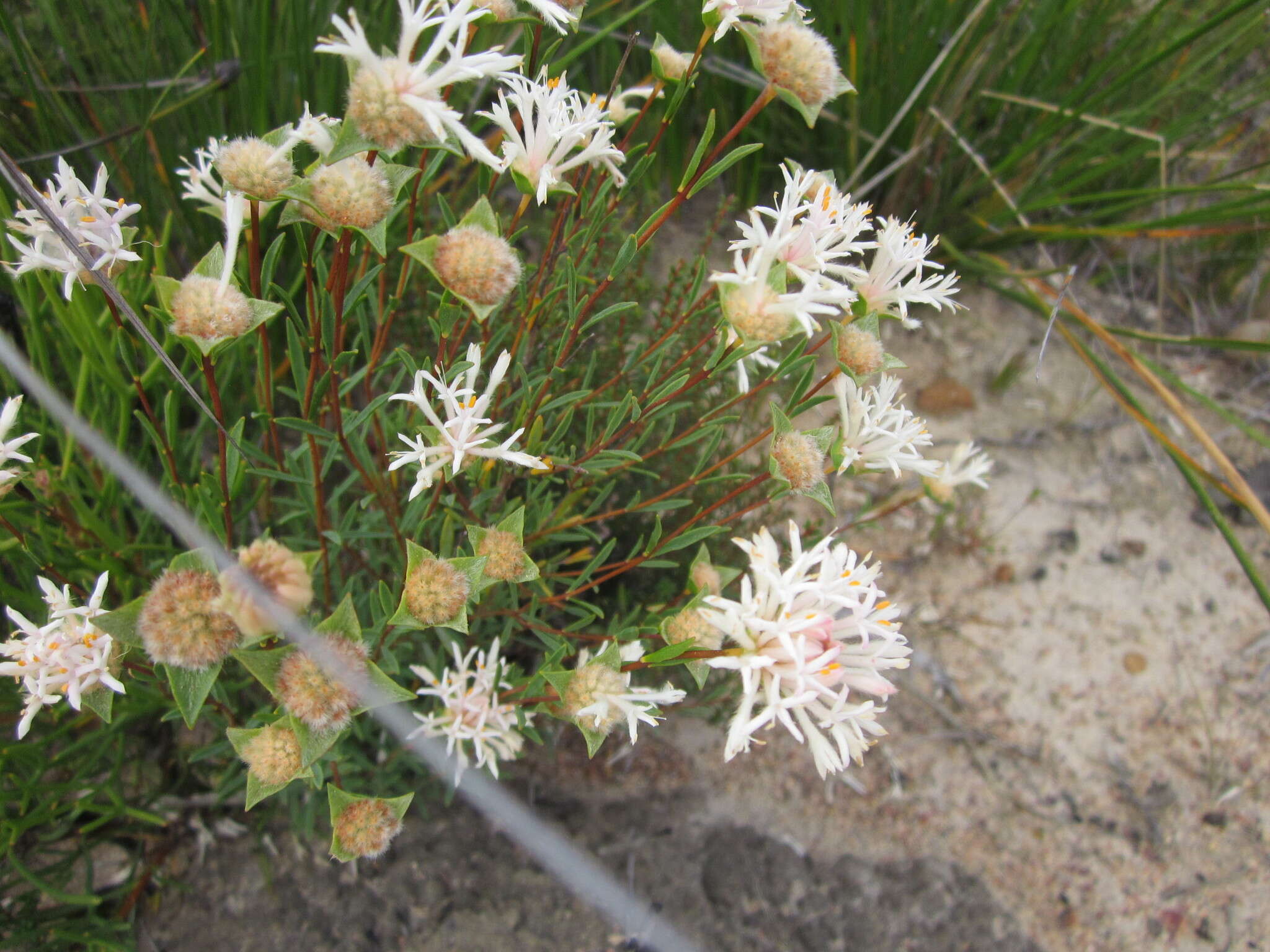 Image of Pimelea lehmanniana Meissn.