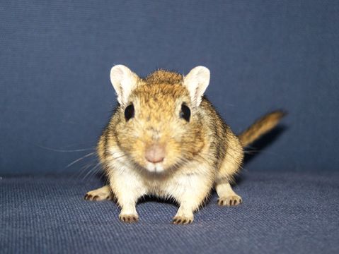 Image of Clawed Jird
