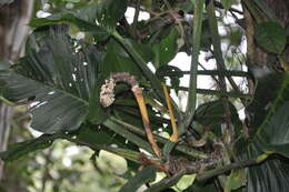 Image of Adanson's monstera