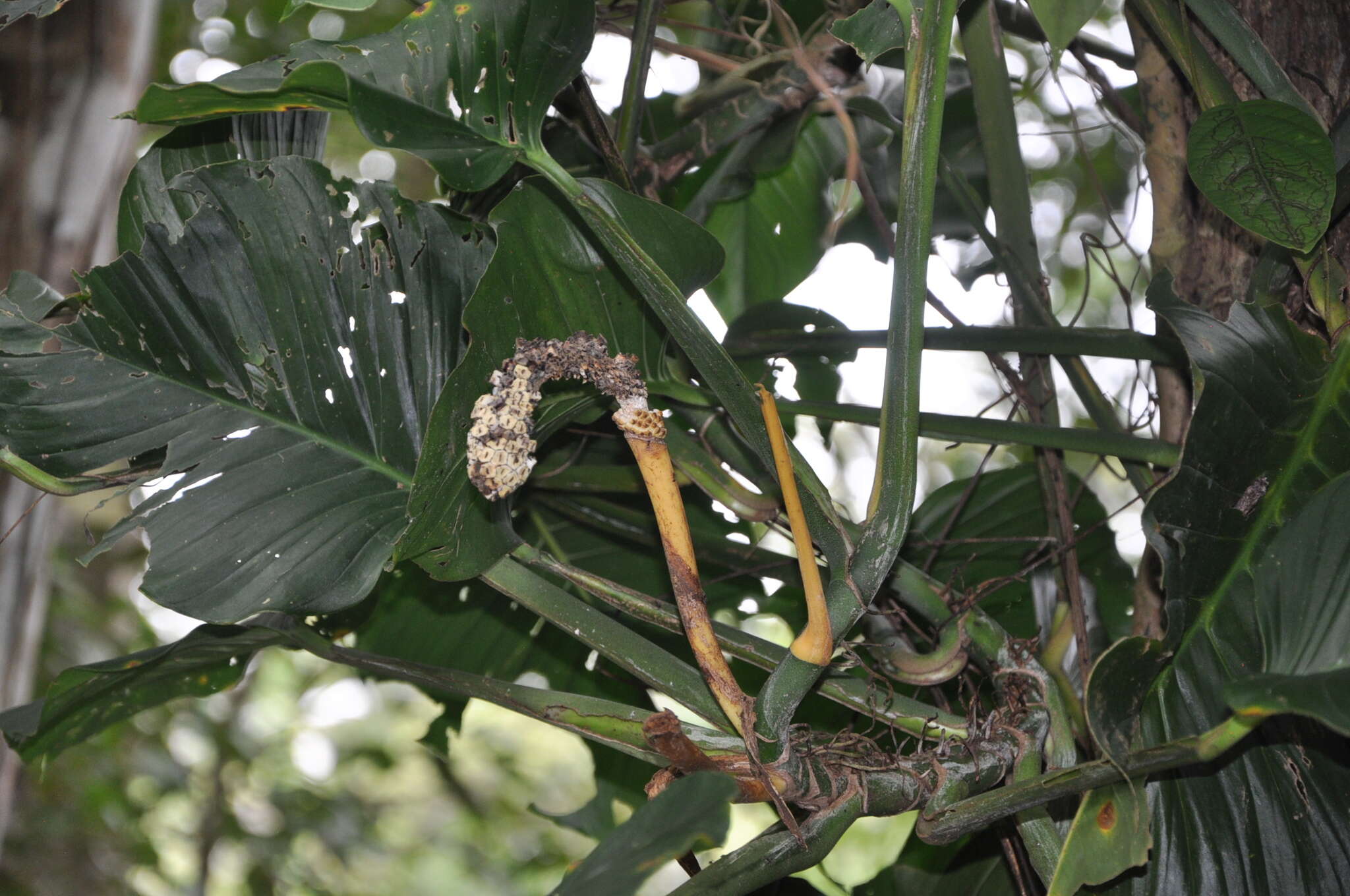 Monstera adansonii Schott resmi