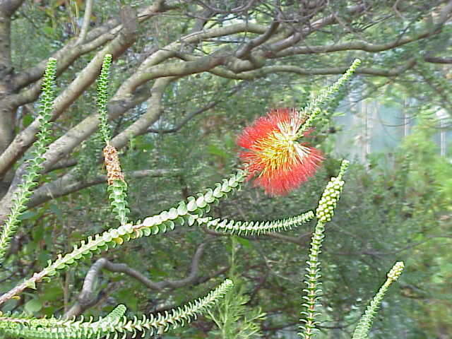 Image of Melaleuca orbifolia (F. Müll.) Craven & R. D. Edwards