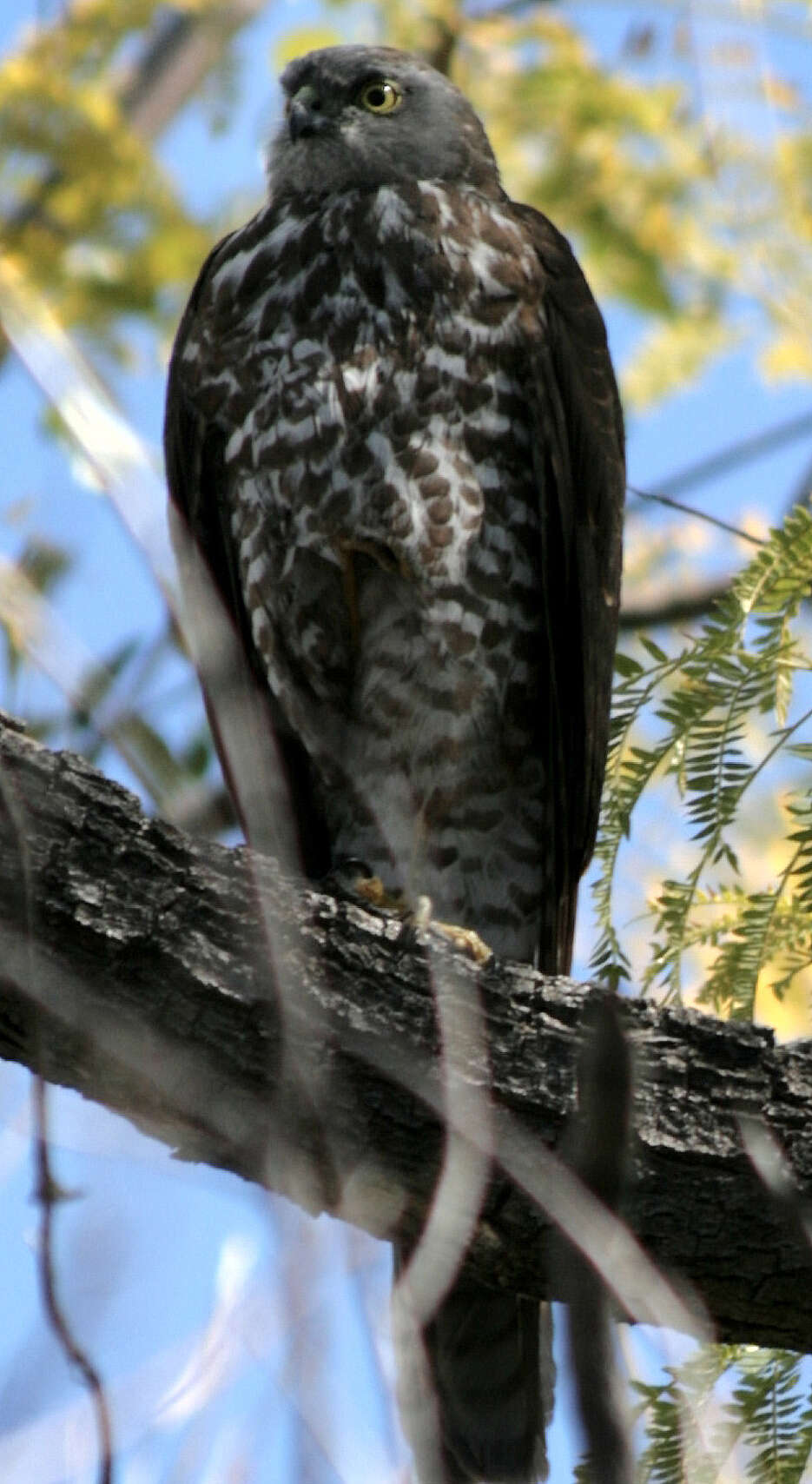 Image of Collared Sparrowhawk