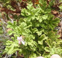 Image of oakleaf garden geranium