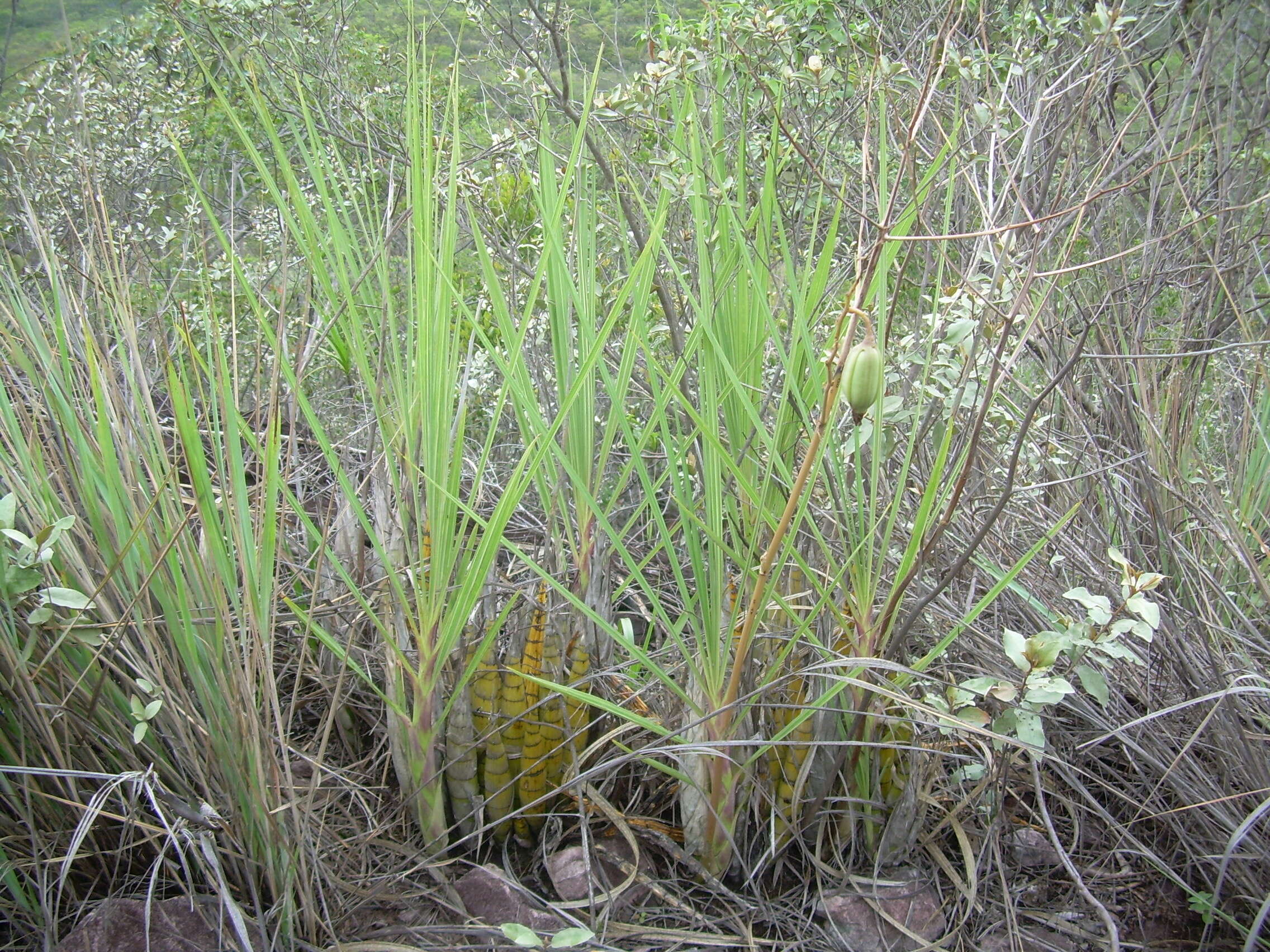 Image of Cyrtopodium aliciae L. Linden & Rolfe