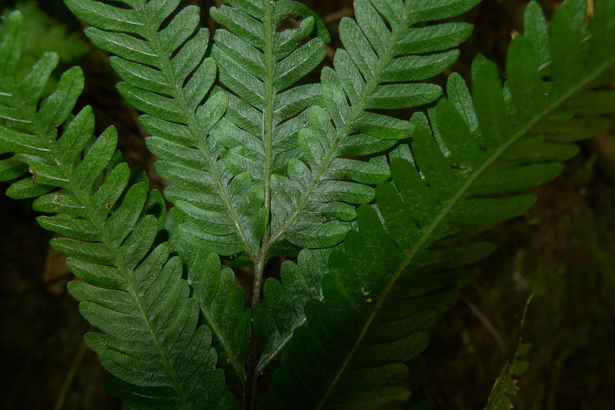 Imagem de Pteris biaurita subsp. fornicata Fraser-Jenk.