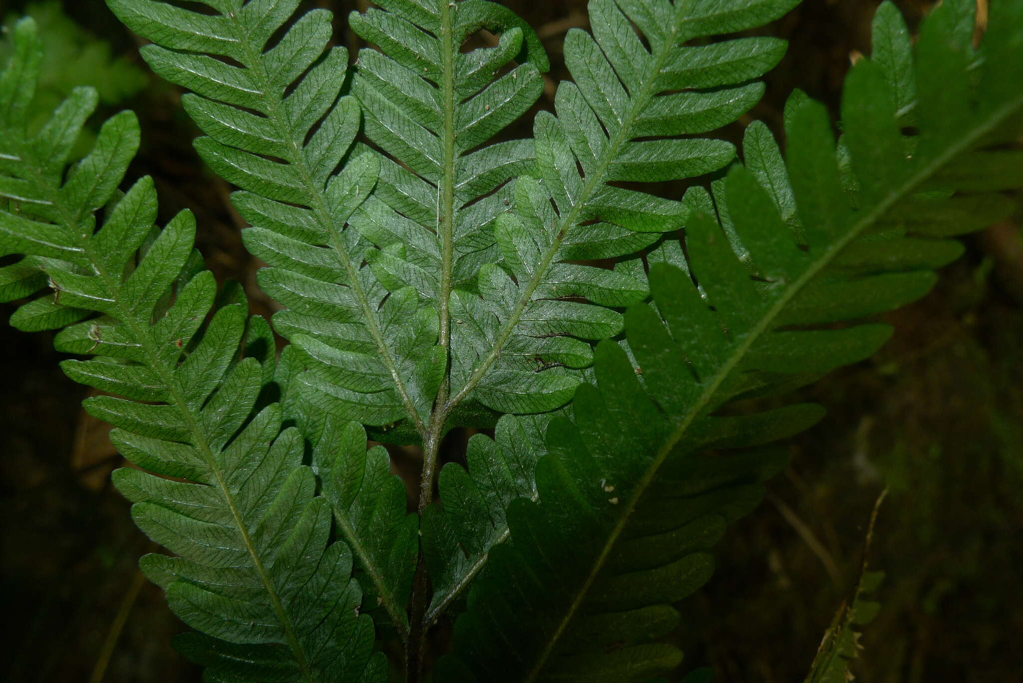 Plancia ëd Pteris biaurita subsp. fornicata Fraser-Jenk.