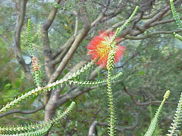 Image of Melaleuca orbifolia (F. Müll.) Craven & R. D. Edwards