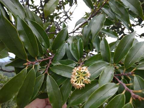 Image of Prunus spinulosa Sieb. & Zucc.