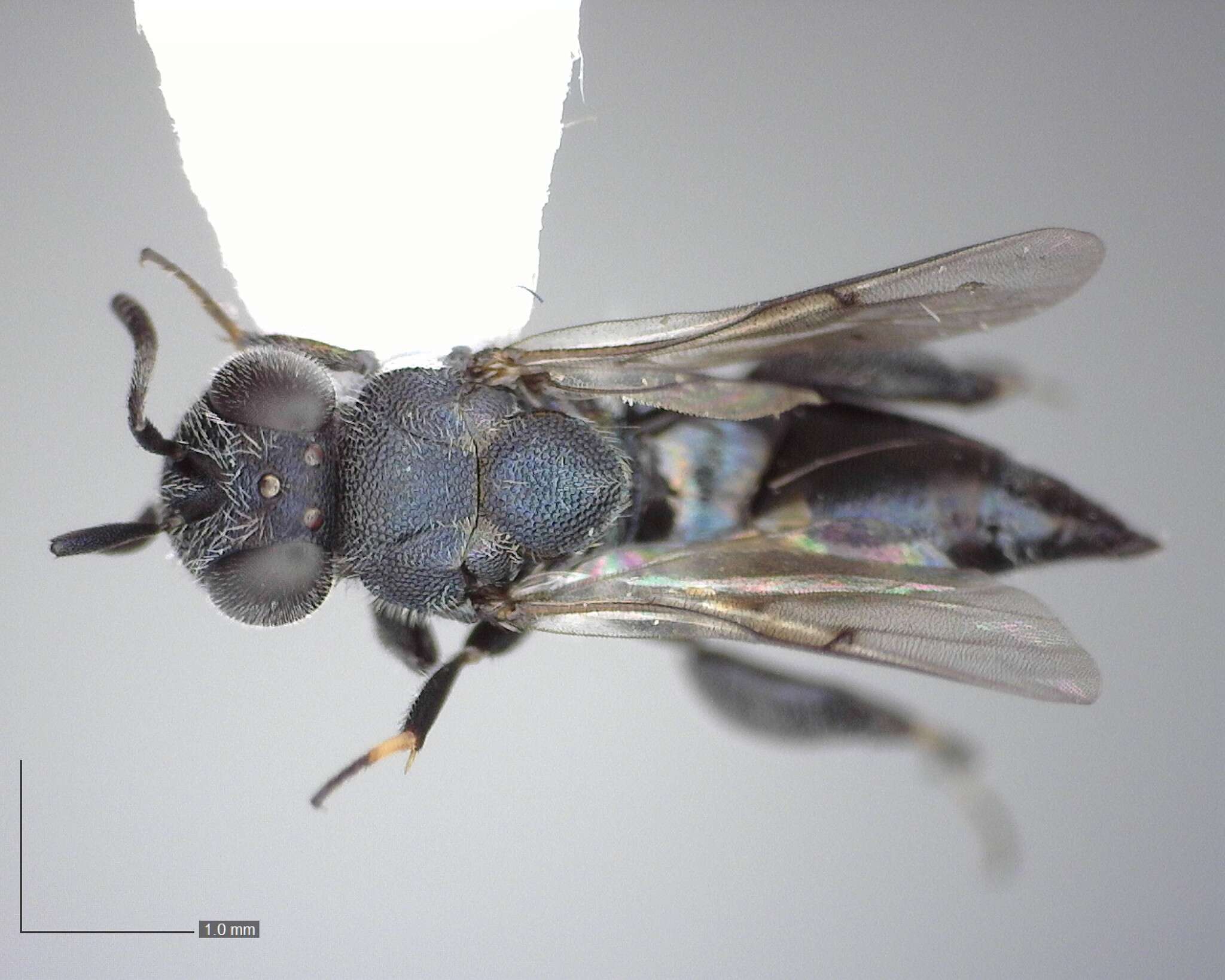 Image of Chalcedectus caelatus (Grissell 1991)