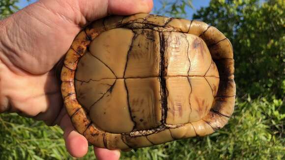 Image of Florida box turtle