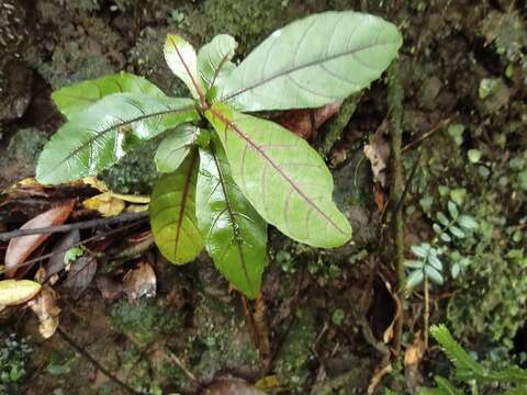 Image de Acalypha integrifolia Willd.