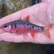 Image of Crescent Shiner