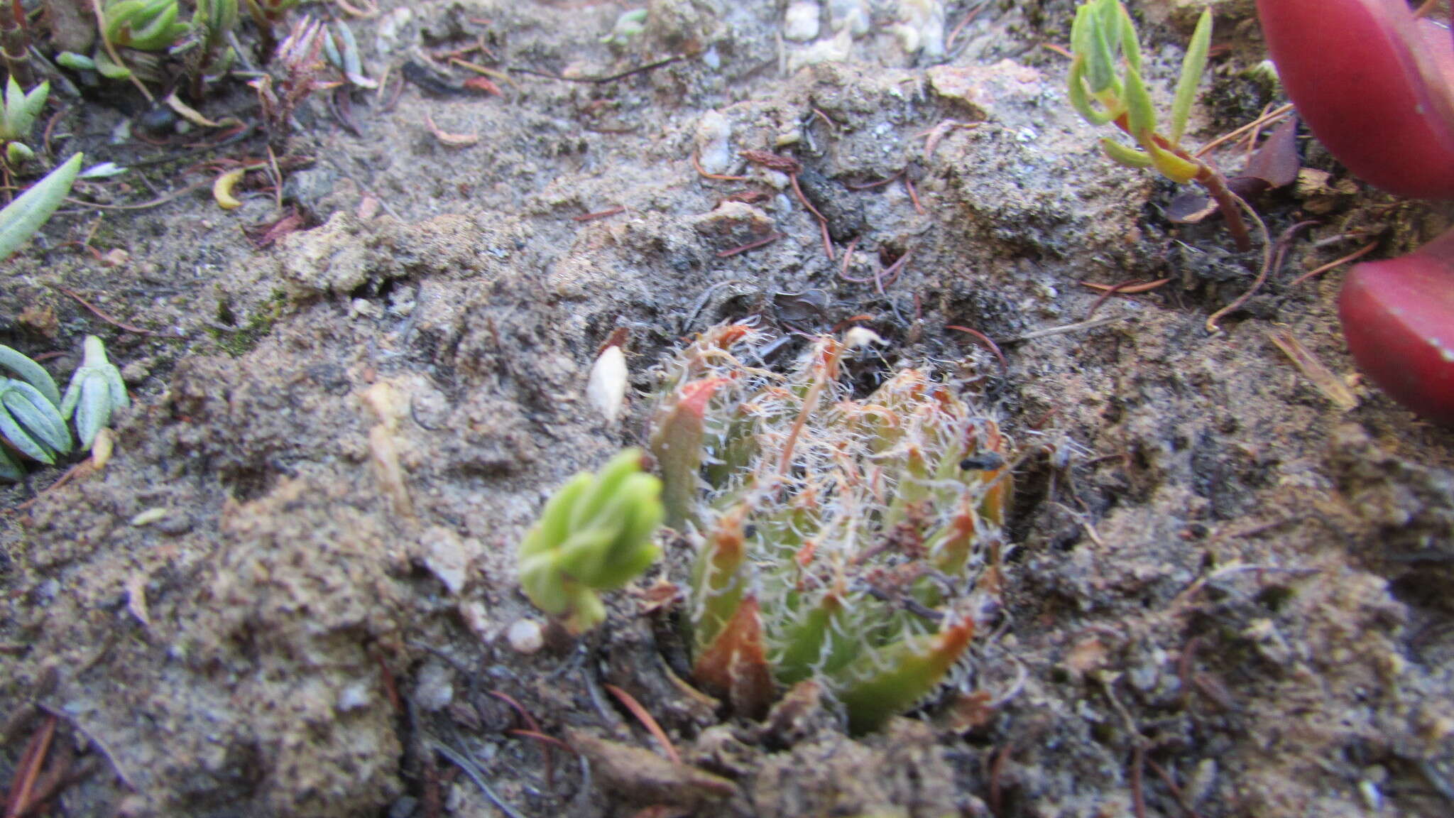 Image of Haworthia arachnoidea var. setata (Haw.) M. B. Bayer